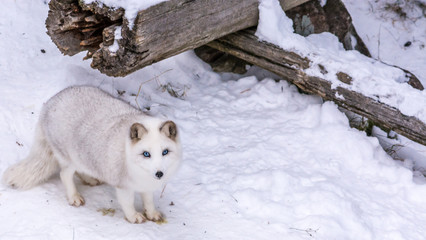 Beautiful Arctic Fox with the most beautiful blue eyes of the world