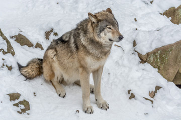 Calm and peaceful brown wolf in a snowy rocky landscape
