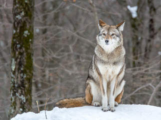 Beautiful Coyote Posing in the November Snow