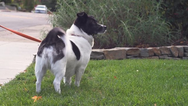 A small white and black dog with floppy ears and a curled wagging tail on grass, excited and impatient to start it's walk