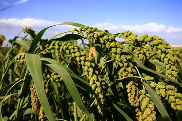 Mature millet in the farmland