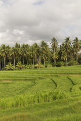 Fototapeta na wymiar Amazing country side view of rice paddy and palm trees