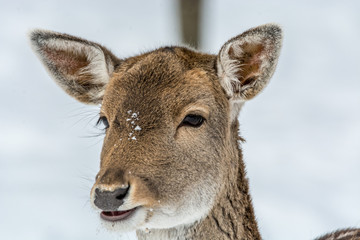 Portrait of a AWonderful Bambi in a Fairy Forest Covererd with Snow