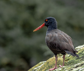 Earth Toned Plumage on an Arctic Tern with a Bright Orange Bill on a Rock