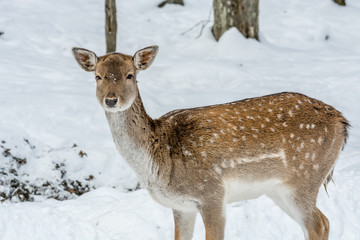 AWonderful Bambi in a Fairy Forest Covererd with Snow