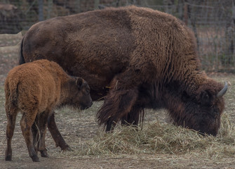 Earth Toned Fur on  a Bison Mother and  Calf in a Field
