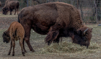 Earth Toned Fur on  a Bison Mother and  Calf in a Field