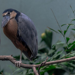 Blue,  Orange, and Grey Plumage on a Boat Bill Stork on a Branch