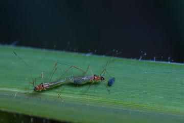 insects mating on green gress leaf while female  feeding on aphid