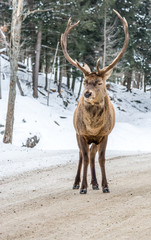 Alpha Male Deer Standing in the Middle of the Road