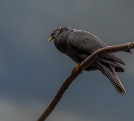 White and Black Plumage on a White Crested Blackbird on a Branch