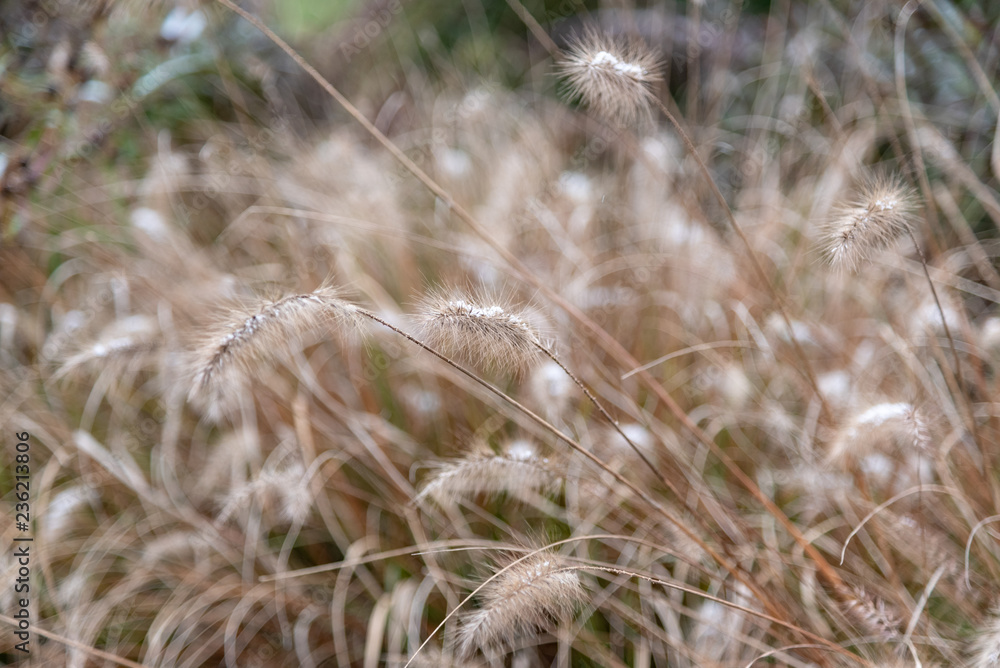 Wall mural grass in the wind