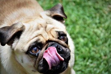 Fototapeta premium Pug puppy playful dog on grass.