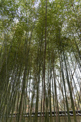 Fototapeta premium trees in the forest