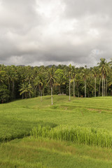 Obraz premium Amazing country side view of rice paddy and palm trees