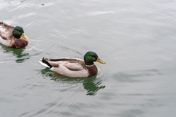 Obraz premium duck in the water