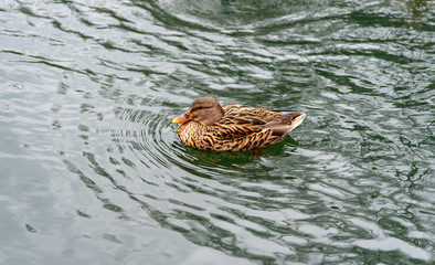 duck in water