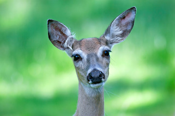 Portrait of a White-tailed deer, doe