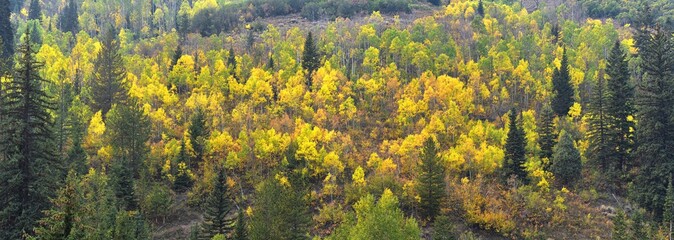 Late Summer early Fall panorama forest views hiking, biking, horseback trails through trees along Highway 40 near Daniels Summit between Heber and Duchesne in the Uintah Basin, Utah, USA. 