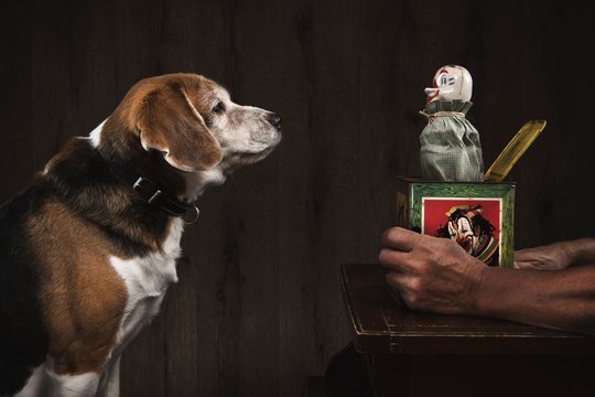 Dog with Jack In The Box