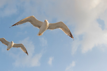 Cloudy weather blue sky and flying seagull