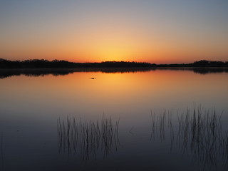 Fototapeta na wymiar Alligator at sunrise on a perfectly calm Nine Mile Pond in Everglades National Park, Florida.