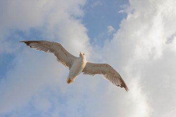 Cloudy weather blue sky and flying seagull