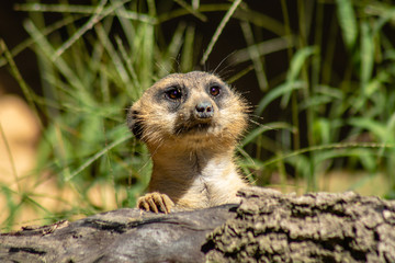 Cute little meerkat