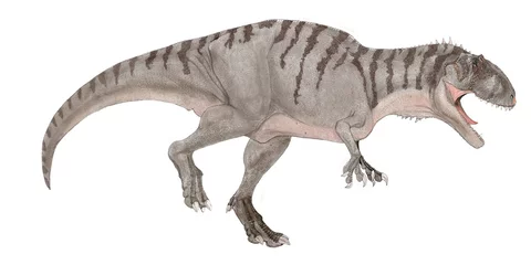 Fotobehang Dinosaurussen エオカルカリア　北アフリカの地層から発見された　白亜紀後期のカルカロドントサウルス科の大型の肉食恐竜。エオカルカリア・ディノプスという学名は「恐ろしい目の夜明けのワニ」。サメのような鋭い歯はカルカロドントサウルス科の恐竜の特徴であり、腐肉食性ではなく、積極的な捕食者であったと推測されている。イラストは明るい体色ながら不気味さも併せ持つようなイメージで仕上げた。  © Mineo