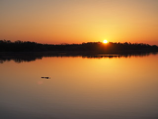 Alligator at sunrise on a perfectly calm Nine Mile Pond in Everglades National Park, Florida.