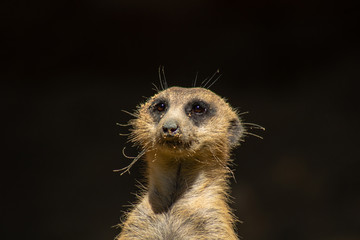 Cute little meerkat