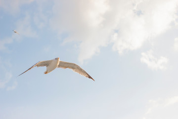 Cloudy weather blue sky and flying seagull