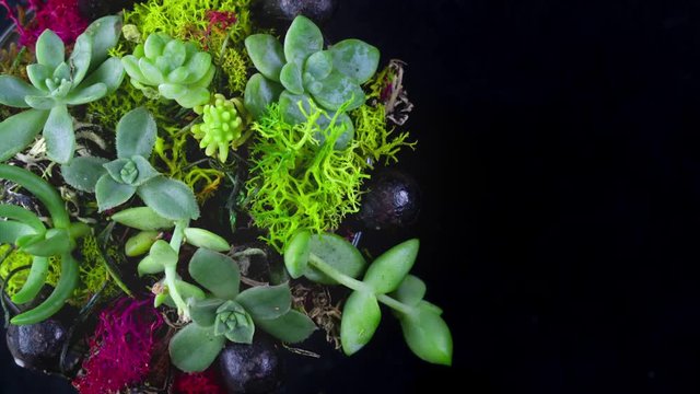 Succulent plants ornamental garden growing. A 10-day closeup time lapse with black copy space.