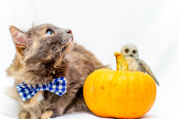 Halloween cat with an blue bow tie