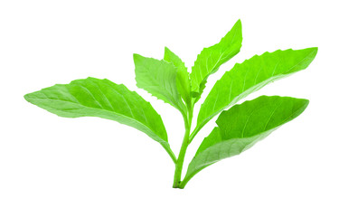 Fresh green leaf on white background.