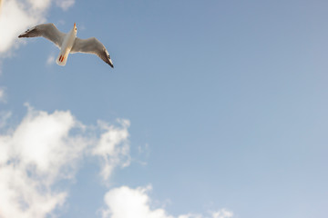 Fototapeta na wymiar Cloudy weather blue sky and flying seagull