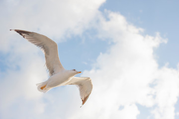 Cloudy weather blue sky and flying seagull