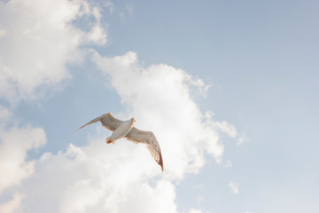 Cloudy weather blue sky and flying seagull