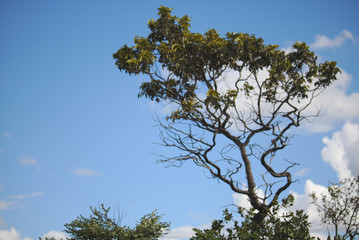 Cerrado Tree