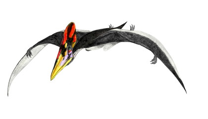 トゥプクスアラ　白亜紀前期に生息していた翼竜類。南米で発見された比較的大型の翼竜で、歯のない翼竜である。全身骨格が発見され、大きな鼻前眼窩窓、無歯、鶏冠、側偏した頭骨など特徴の共通性のあったタペヤラ科から独立した。 © Mineo