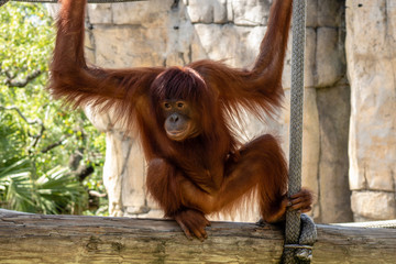 Bornean orangutans © Suzanna