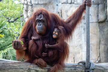 Bornean orangutans