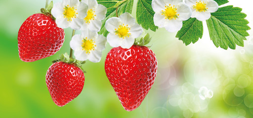 red freshness strawberries