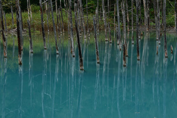 青い池