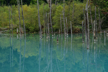 青い池