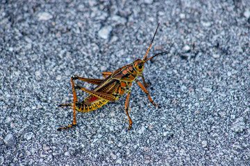 Lubber grasshopper