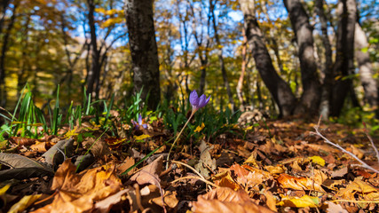 Crocus flower in yellow autumn forest