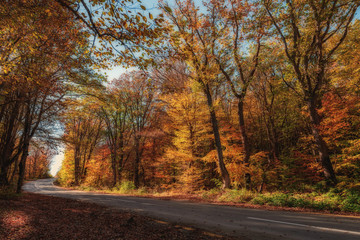 Obraz premium Road in the autumn mountain forest