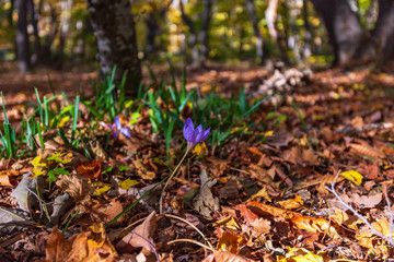 Crocus flower in yellow autumn forest