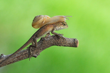 oriental lizard garden,